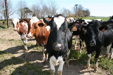 Génisses - Photo parue sur Web-agri.fr, titre édité par Terre-net Média.