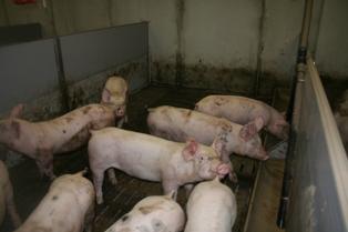 L’application de règles sévères en matière d’hygiène contribue dans les systèmes sur caillebotis à diluer les éléments fertilisants des lisiers.