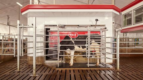 Du mélange fermier dans l'auge du robot de traite Lely Du mélange fermier dans l'auge du robot de traite Lely