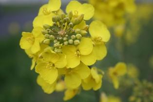 Les hybrides s'améliorent, les lignées maintiennent leur rang.