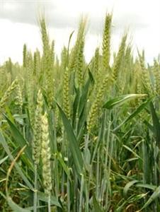 mélange variétal de blé