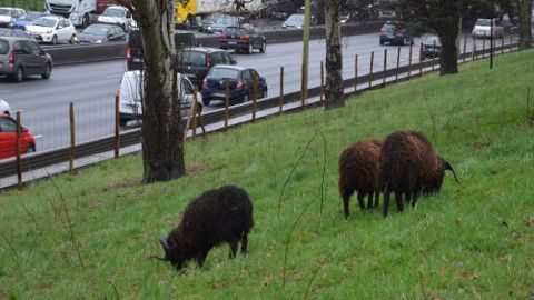 GreenSheep : les moutons à l'honneur GreenSheep : les moutons à l'honneur