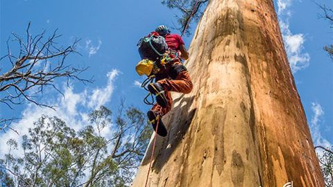 Parution : grimpeurs d'arbres, suspendus entre ciel et terre Parution : grimpeurs d'arbres, suspendus entre ciel et terre