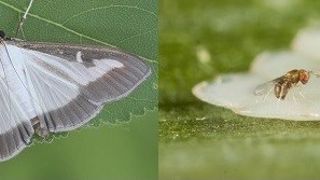 En traitement contre la pyrale du buis