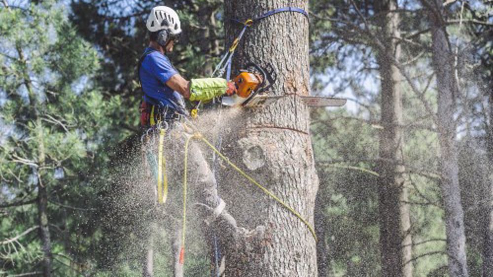 Rencontres Nationales d'Arboriculture à Vichy du 23 au 25 juin