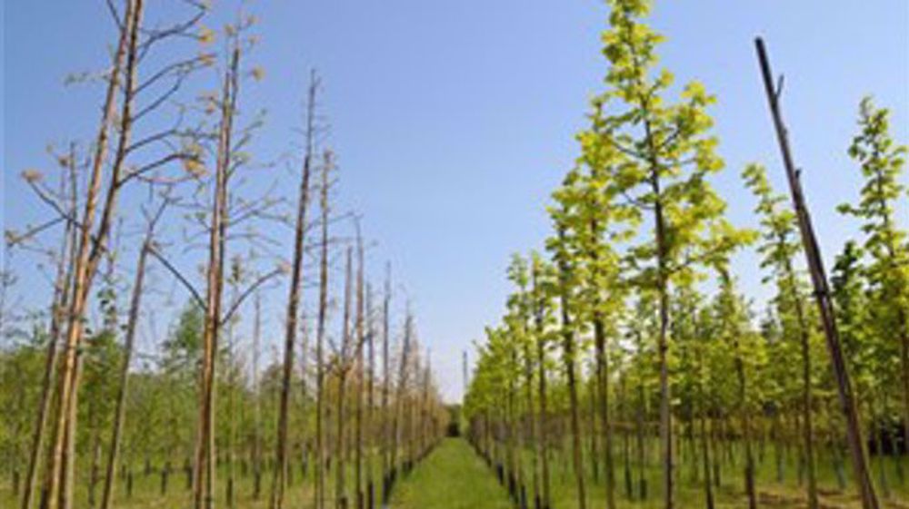 Les Fermes de Gally reprennent les Pépinières Imbert Les Fermes de Gally reprennent les Pépinières Imbert