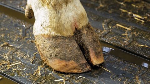 Agriest chasse l'ammoniac des stabulations Agriest chasse l'ammoniac des stabulations