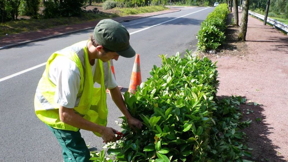 Taille d'une haie arbustive 