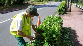 Taille d'une haie arbustive 