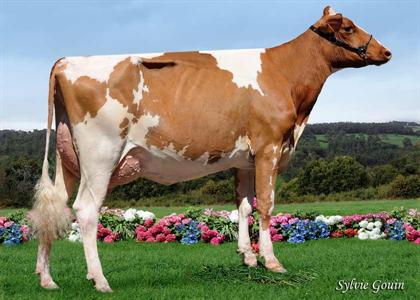 Duf Delice (p. Redrock) au Gaec Duff Holstein (65), Eurl Deru (52) & Janotto J.B. (31), Réserve championne et Meilleure mamelle Espoirs