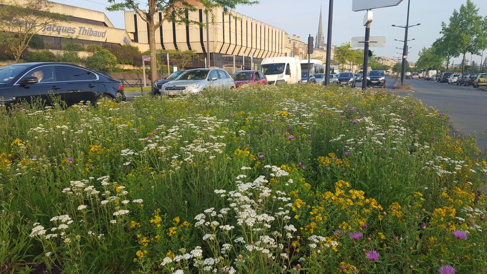 Une zone de végétation spontanée dans la ville de Bordeaux aux abords du quai de Sainte-Croix.
