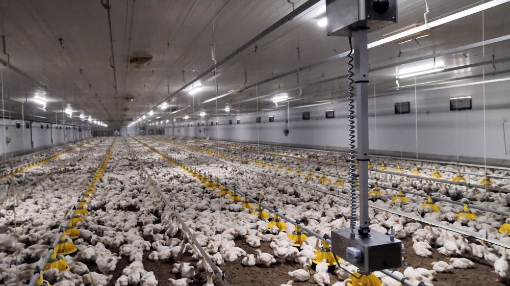 Un robot de surveillance de poulets dans l’écurie Agco Un robot de surveillance de poulets dans l’écurie Agco