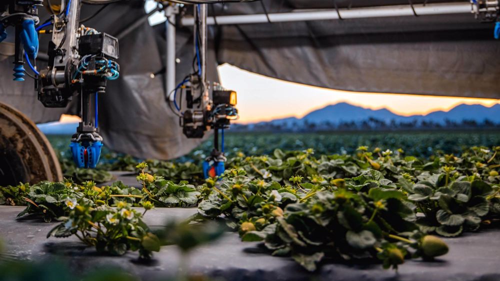 Kubota mise sur la cueillette robotisée de fraises Kubota mise sur la cueillette robotisée de fraises