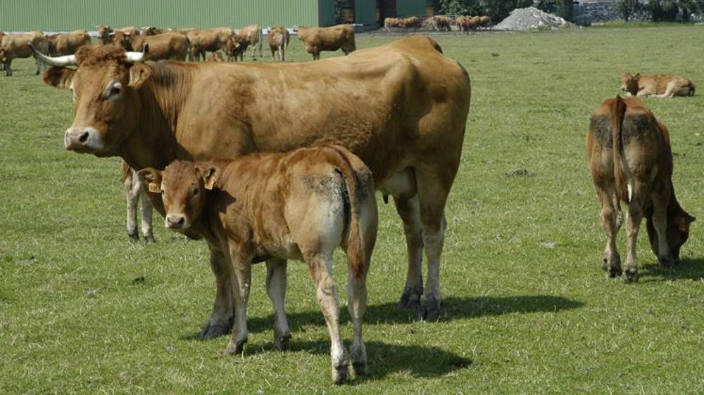 Les aides bovines augmentent pour 2019