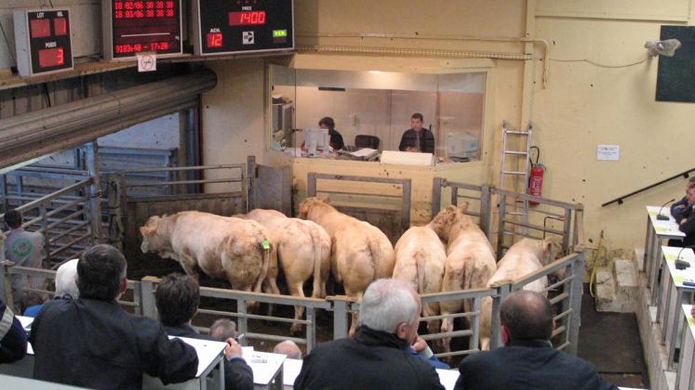 Repli en vue des exportations de broutards