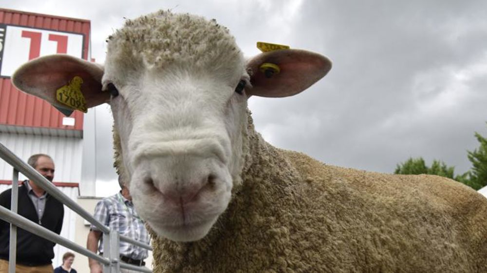 Abattages en recul, cours en hausse