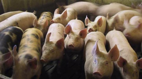 23,5 millions de porcs abattus en 2019 23,5 millions de porcs abattus en 2019