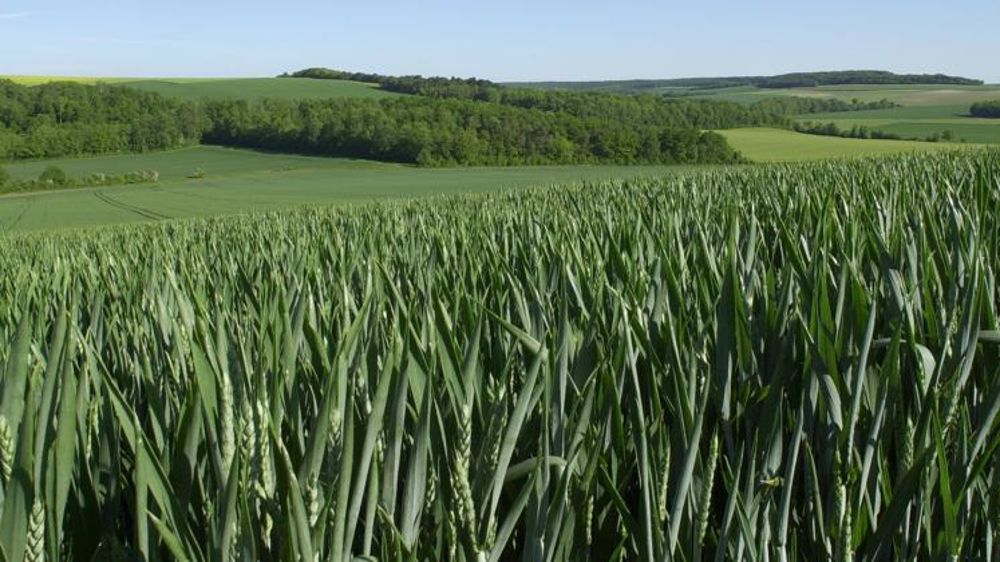 L’ozone, un polluant qui impacte les rendements