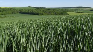 L’ozone, un polluant qui impacte les rendements L’ozone, un polluant qui impacte les rendements