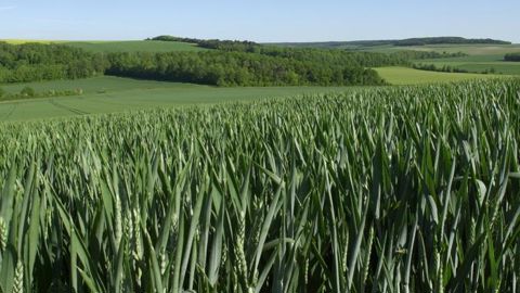 L’ozone, un polluant qui impacte les rendements L’ozone, un polluant qui impacte les rendements