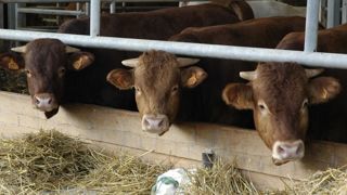 Les abattages de bovins se replient de nouveau Les abattages de bovins se replient de nouveau