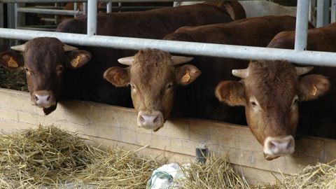 Les abattages de bovins se replient de nouveau Les abattages de bovins se replient de nouveau