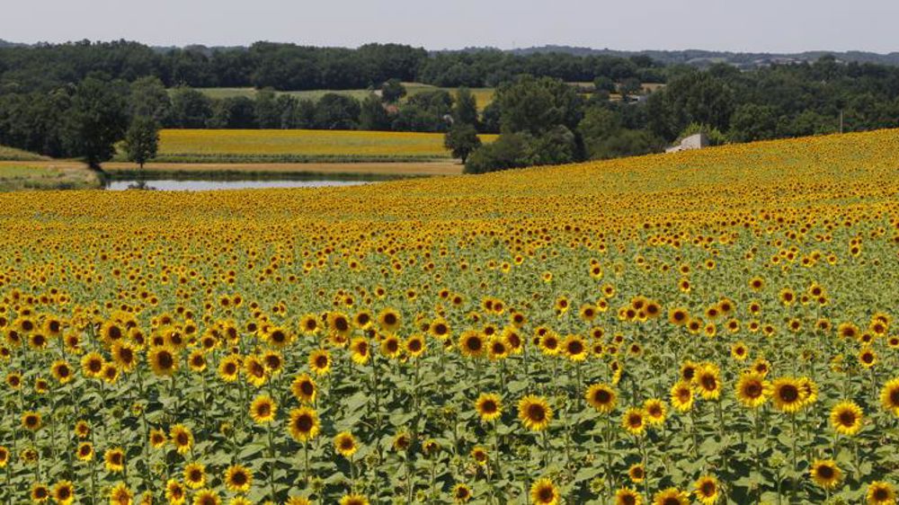 La Conf’ alerte les producteurs dans une lettre ouverte