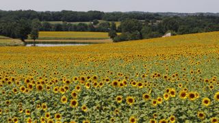 La Conf’ alerte les producteurs dans une lettre ouverte La Conf’ alerte les producteurs dans une lettre ouverte