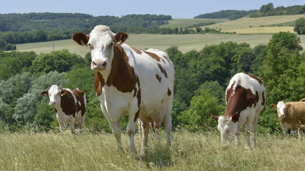 391 éleveurs de bovins se lancent sur le marché du carbone