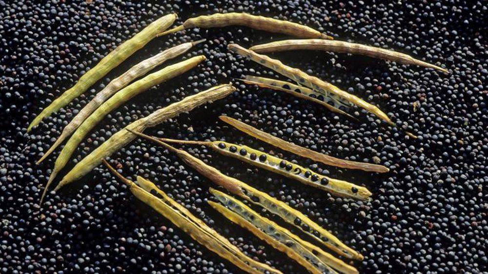 Les surfaces de semences repartent à la baisse