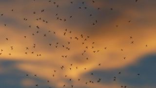 Quand les pesticides étaient aimés Quand les pesticides étaient aimés