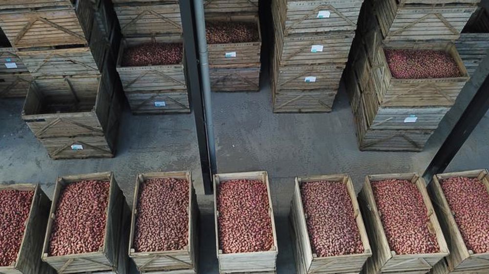 La pomme de terre industrielle ne trouve plus de débouchés en restauration