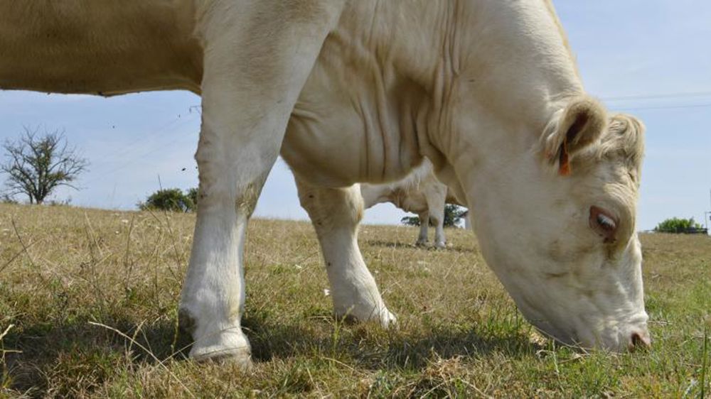 La FNB exige un prix minimum pour les éleveurs