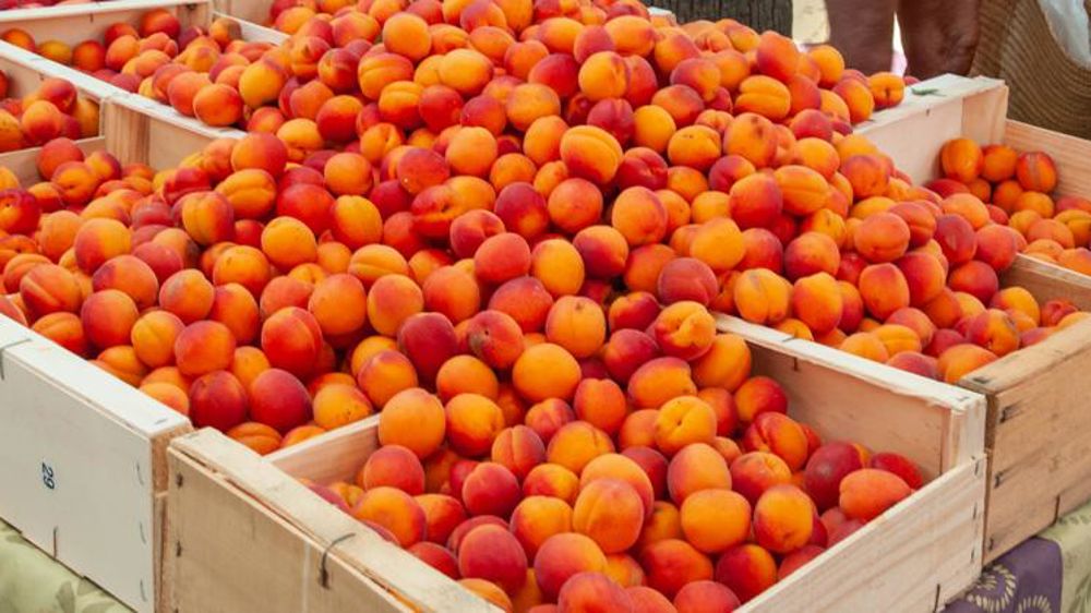 L’Espagne fait appel aux chômeurs et aux étrangers