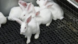 Les stocks de viande de lapin s’accumulent Les stocks de viande de lapin s’accumulent