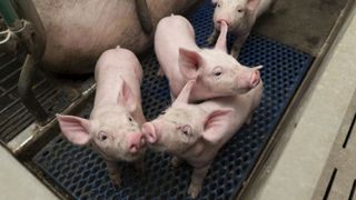Les vétérinaires favorables à l’élevage de porcs mâles entiers Les vétérinaires favorables à l’élevage de porcs mâles entiers