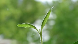 « Les variétés tolérantes aux herbicides sont indispensables » « Les variétés tolérantes aux herbicides sont indispensables »