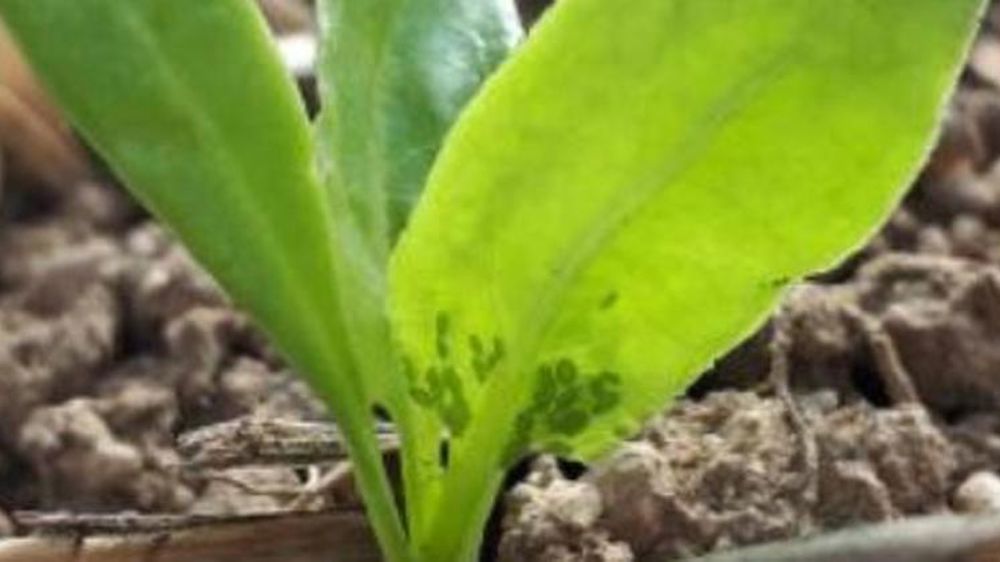 Alerte aux pucerons sur les betteraves