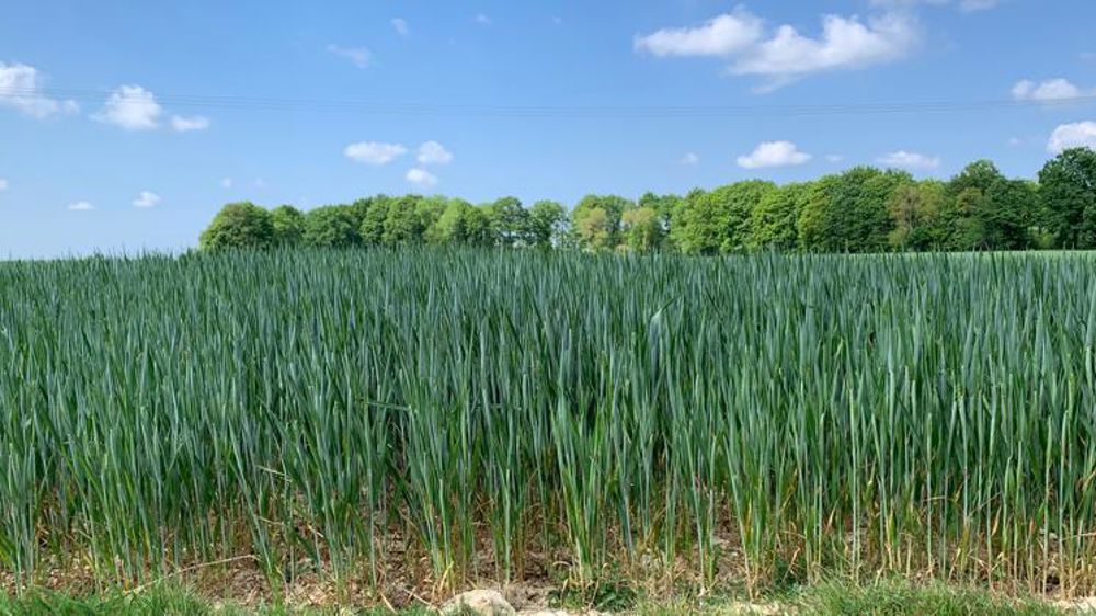 L’état des cultures se dégrade