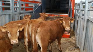 L’offre limitée de broutards soutient les prix L’offre limitée de broutards soutient les prix