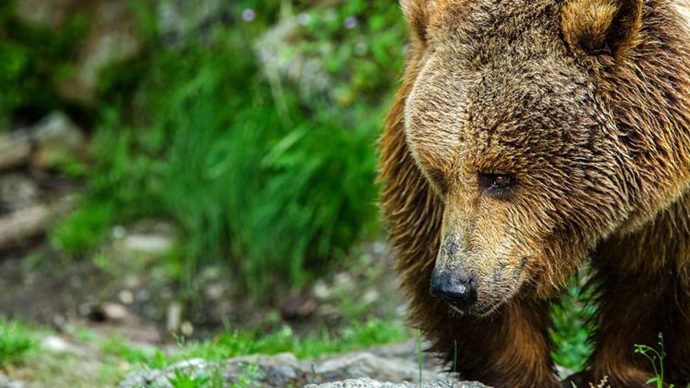 Les règles d’effarouchement des ours pour 2020