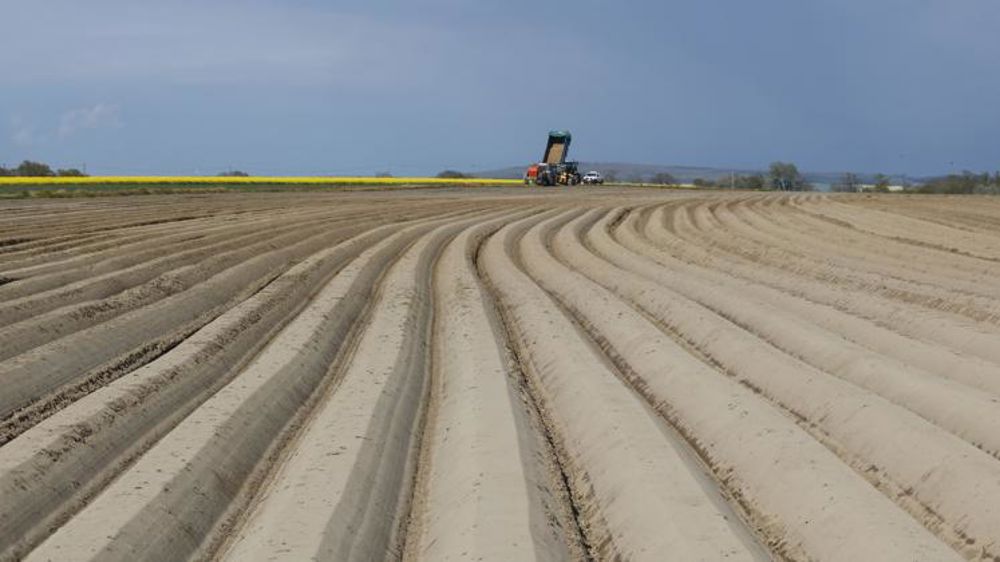 Baisse « insuffisante » des surfaces de pomme de terre