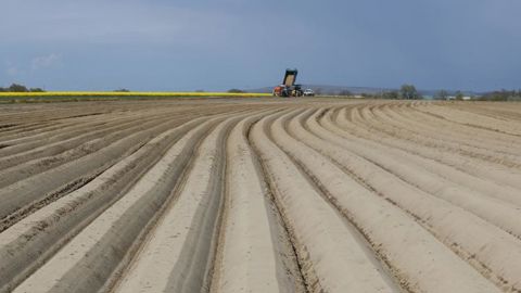 Baisse « insuffisante » des surfaces de pomme de terre Baisse « insuffisante » des surfaces de pomme de terre
