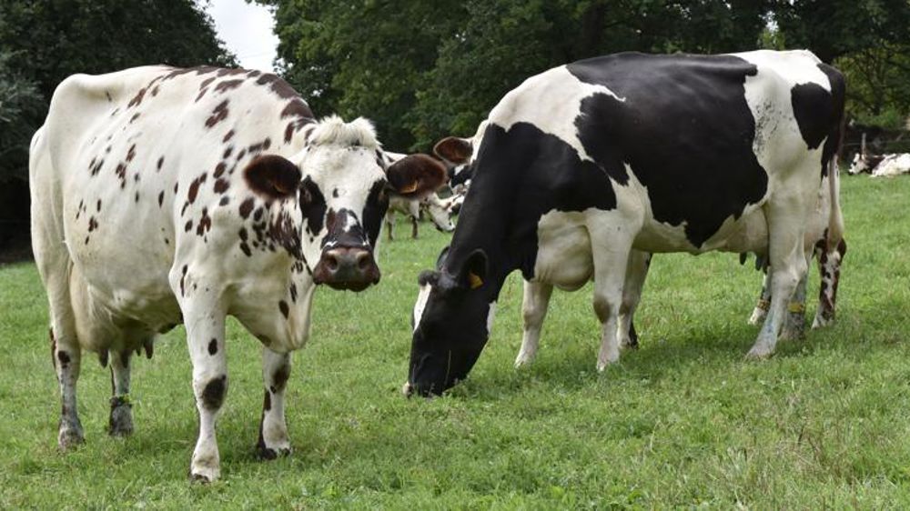 La hausse de la collecte laitière ralentit