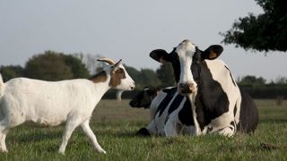 La qualité du lait français grimpe La qualité du lait français grimpe