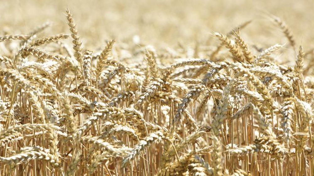 Les stocks de céréales augmentent face à l’incertitude