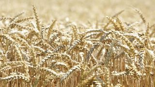 Les stocks de céréales augmentent face à l’incertitude Les stocks de céréales augmentent face à l’incertitude