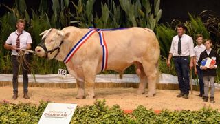 Le Concours national charolais adultes reporté Le Concours national charolais adultes reporté