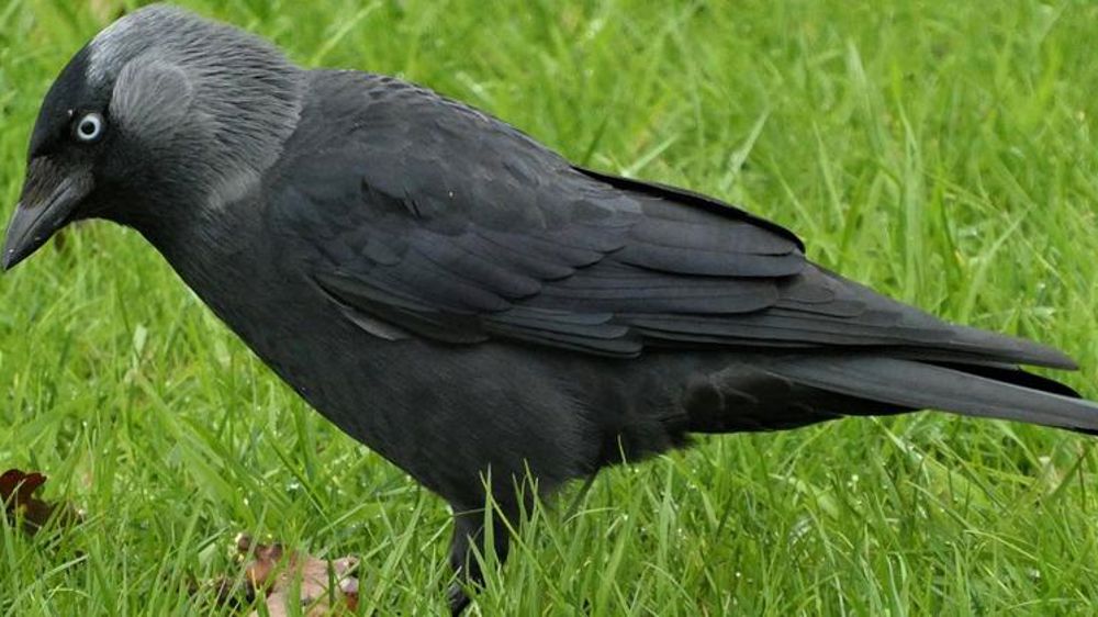 La justice suspend les tirs de choucas