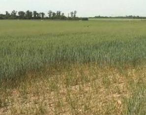 52 départements sont désormais reconnus partiellement ou totalement au titre des calamités agricoles.